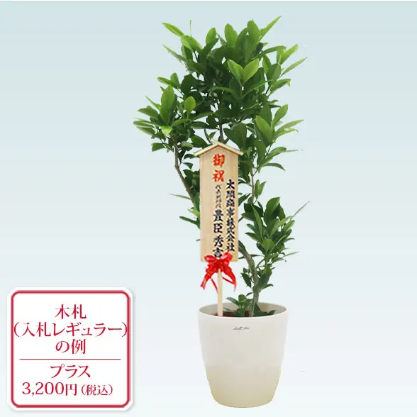 ファグラエア(ラスターポット付)　Mサイズ１１