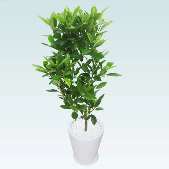 ファグラエア(陶器鉢植込み、ラウンドタイプ白色)　スタイリッシュ3