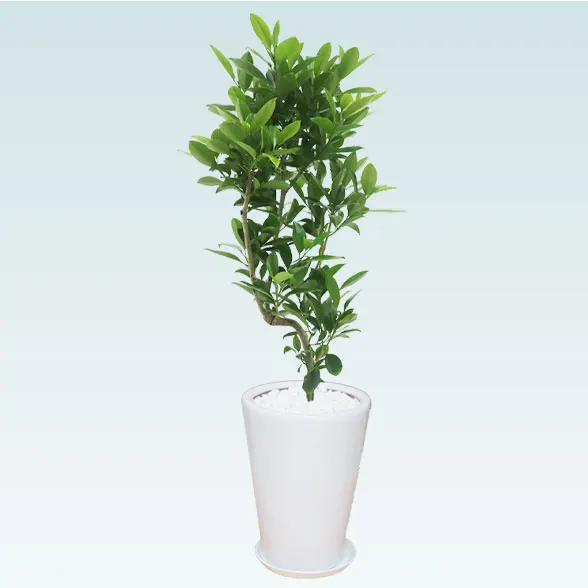 ファグラエア(陶器鉢植込み、ラウンドタイプ白色)　スタイリッシュ4