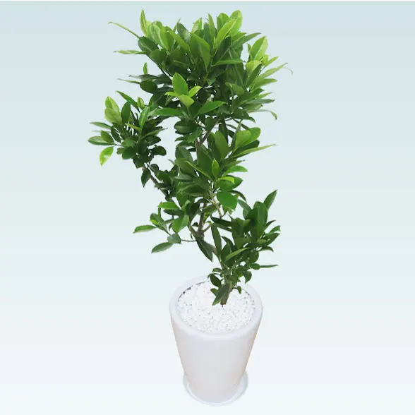 ファグラエア(陶器鉢植込み、ラウンドタイプ白色)　スタイリッシュ5