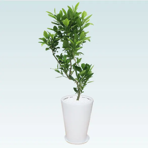 ファグラエア(陶器鉢植込み、ラウンドタイプ白色)　スタイリッシュ6