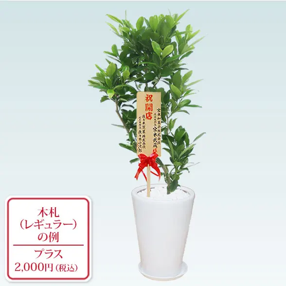 ファグラエア(陶器鉢植込み、ラウンドタイプ白色)　スタイリッシュ10