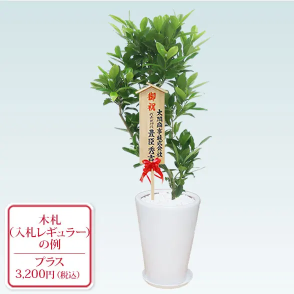 ファグラエア(陶器鉢植込み、ラウンドタイプ白色)　スタイリッシュ11