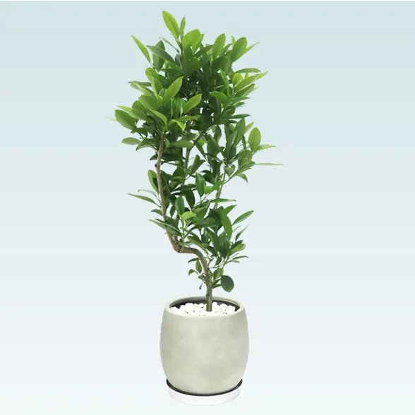 ファグラエア(グラスファイバー製鉢植込み、バルーン型)　スタイリッシュ4