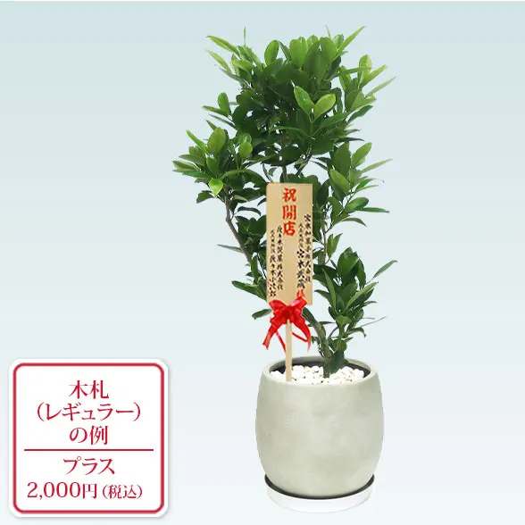 ファグラエア(グラスファイバー製鉢植込み、バルーン型)　スタイリッシュ１０