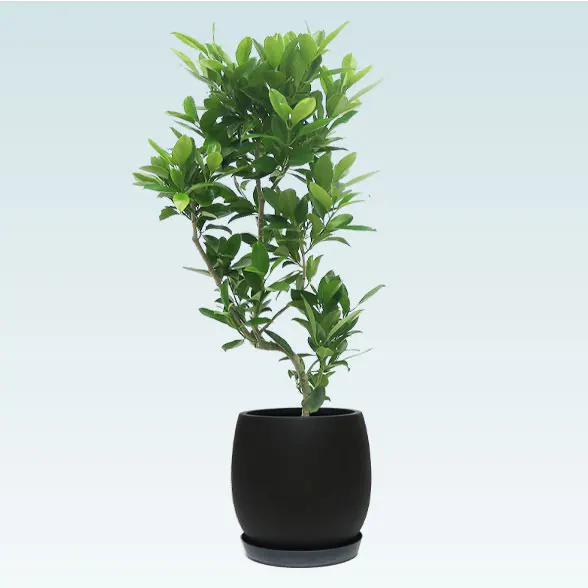 ファグラエア(グラスファイバー製鉢植込み、バルーン型)　１