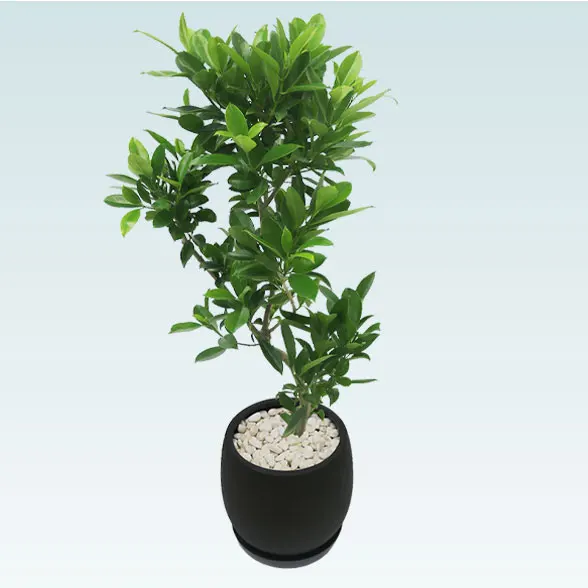 ファグラエア(グラスファイバー製鉢植込み、バルーン型)　スタイリッシュ5