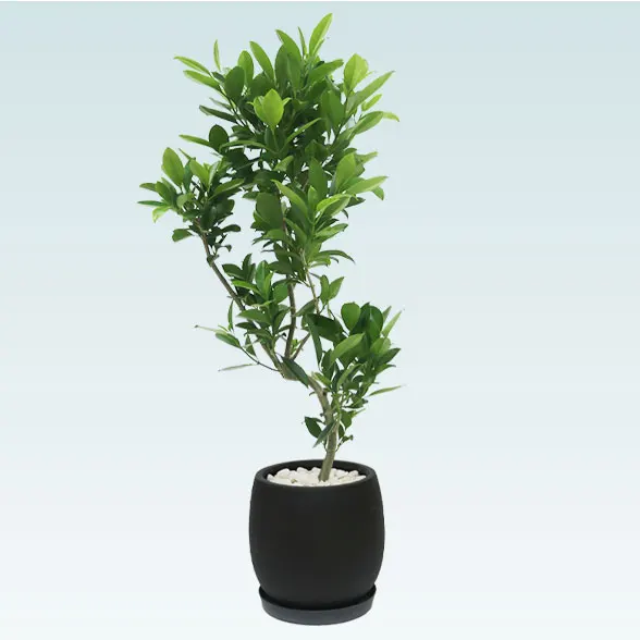 ファグラエア(グラスファイバー製鉢植込み、バルーン型)　スタイリッシュ6