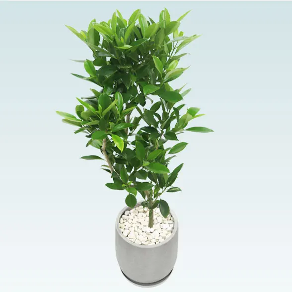 ファグラエア(グラスファイバー製鉢植込み、チューリップ型)　3