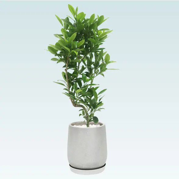 ファグラエア(グラスファイバー製鉢植込み、チューリップ型)　4
