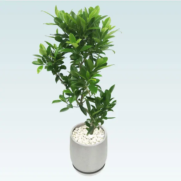 ファグラエア(グラスファイバー製鉢植込み、チューリップ型)　5