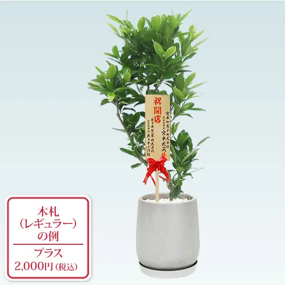 ファグラエア(グラスファイバー製鉢植込み、チューリップ型)　10