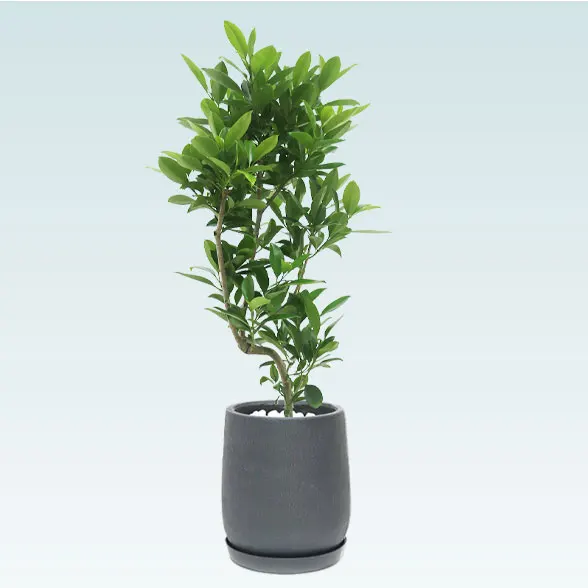 ファグラエア(グラスファイバー製鉢植込み、チューリップ型)　64