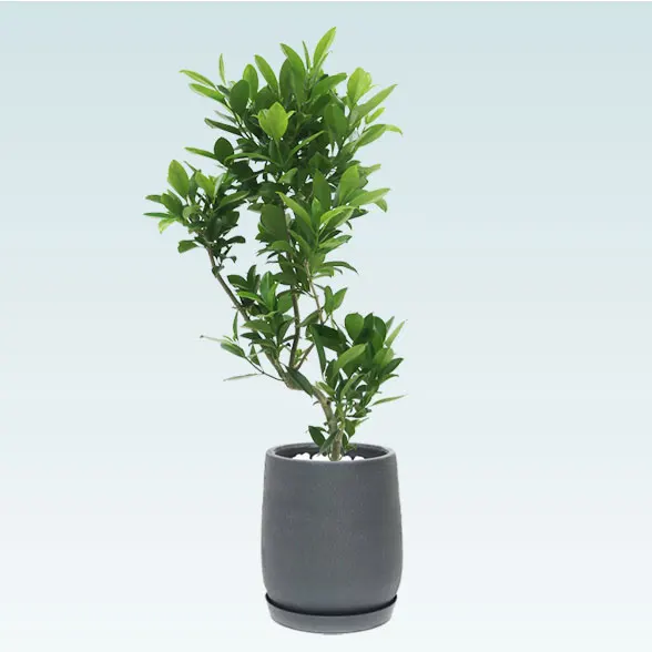ファグラエア(グラスファイバー製鉢植込み、チューリップ型)　66