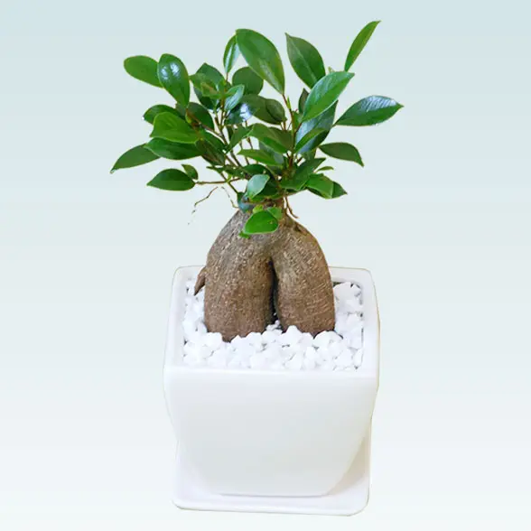 ガジュマル（陶器鉢植込み、４号スクエア白色1