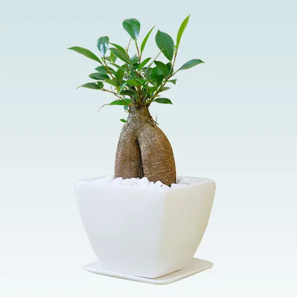 ガジュマル（陶器鉢植込み、４号スクエア白色2
