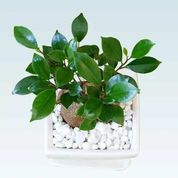 ガジュマル（陶器鉢植込み、４号スクエア白色3
