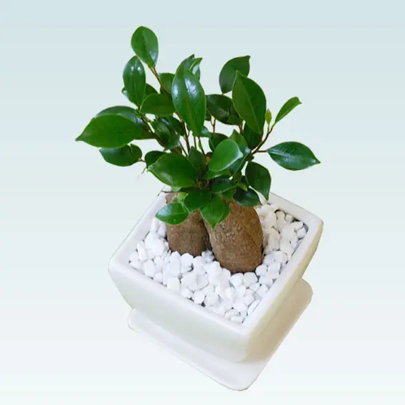 ガジュマル（陶器鉢植込み、４号スクエア白色5