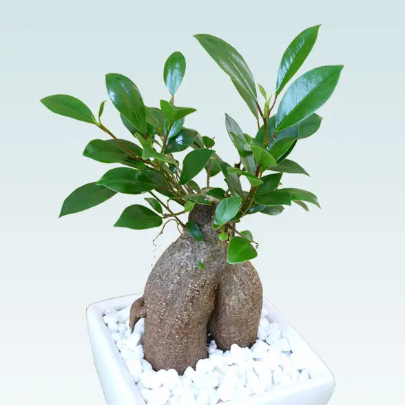 ガジュマル（陶器鉢植込み、４号スクエア白色6