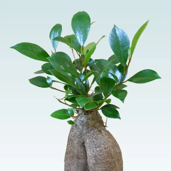 ガジュマル（陶器鉢植込み、４号スクエア白色8