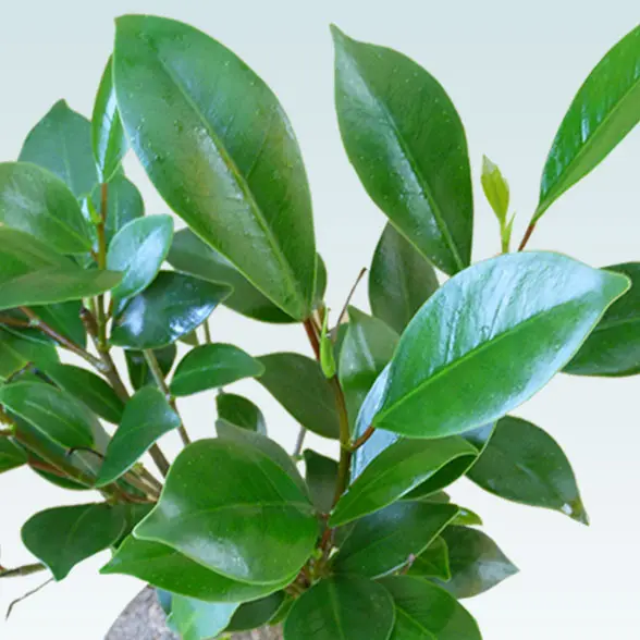 ガジュマル（陶器鉢植込み、４号スクエア白色9