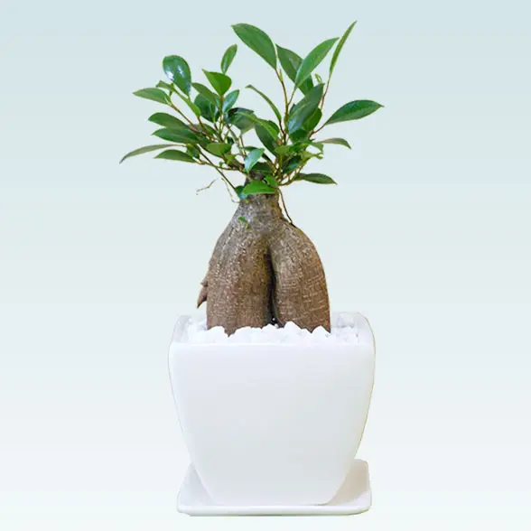 ガジュマル（陶器鉢植込み、４号スクエア白色20