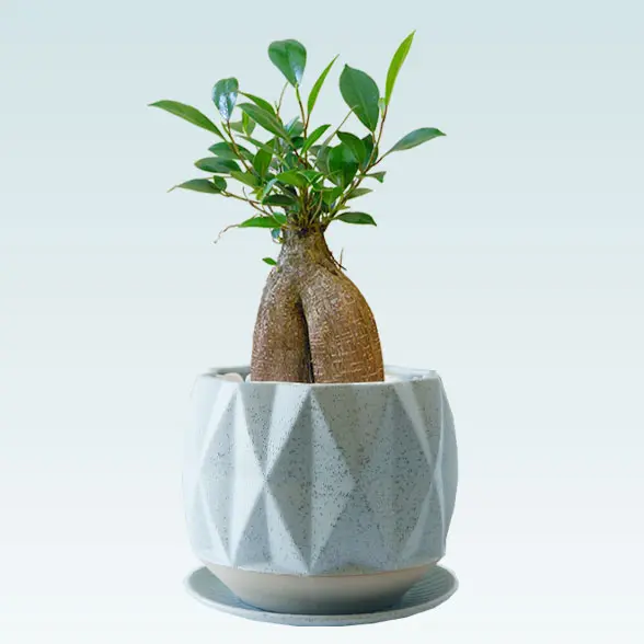 ガジュマル（陶器鉢植込み、４号プリズムポット）　左