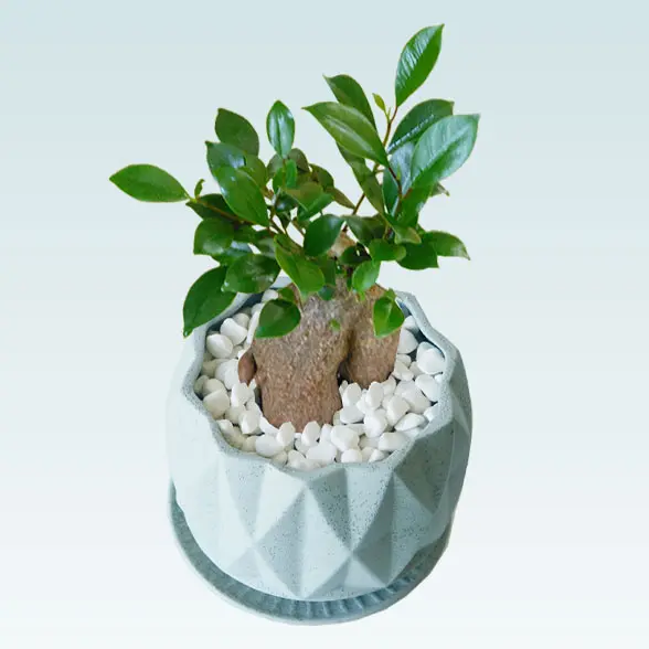 ガジュマル（陶器鉢植込み、４号プリズムポット）　左上から