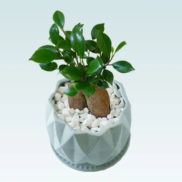 ガジュマル（陶器鉢植込み、４号プリズムポット）　右上から