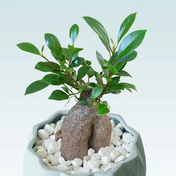 ガジュマル（陶器鉢植込み、４号プリズムポット）　拡大