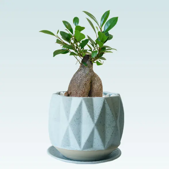 ガジュマル（陶器鉢植込み、４号プリズムポット）　左横