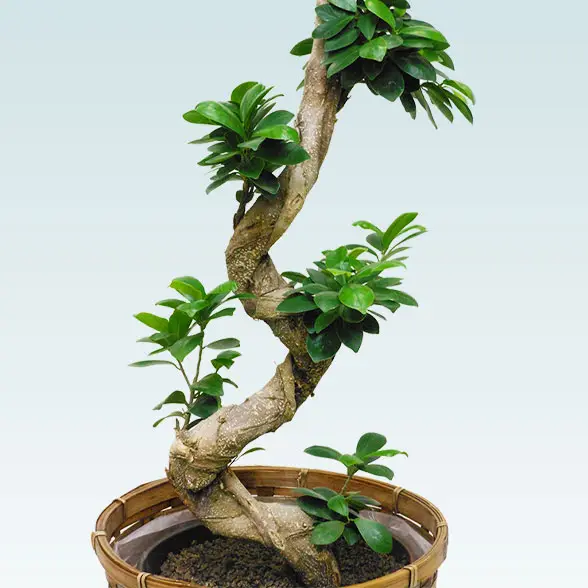 ガジュマル(籐かご付、ダークブラウン色)　Ｍサイズ６