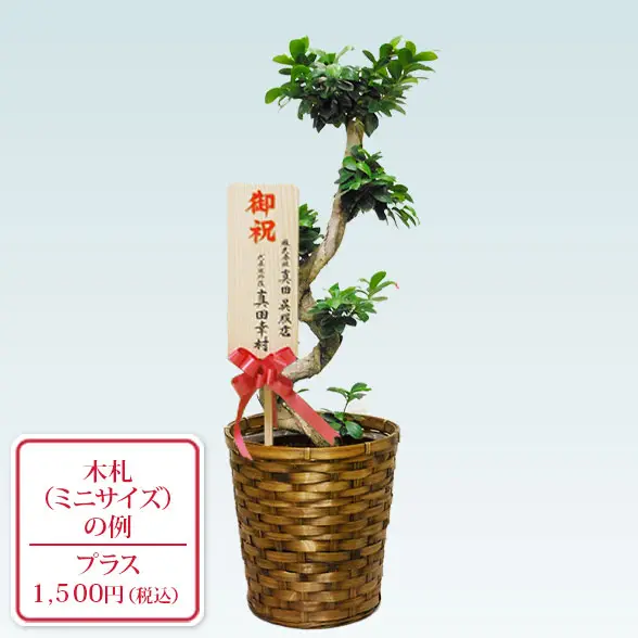 ガジュマル(籐かご付、ダークブラウン色)　Ｍサイズ９