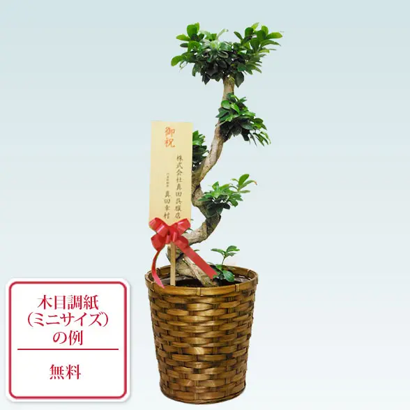 ガジュマル(籐かご付、ダークブラウン色)　Ｍサイズ１０