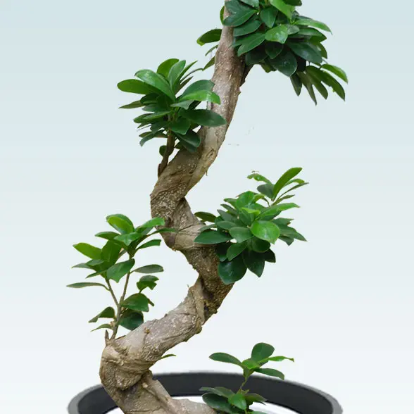 ガジュマル(エコフレンドリーポット付)　Ｍサイズ 幹の拡大