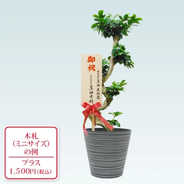 ガジュマル(エコフレンドリーポット付)　Ｍサイズ　ミニサイズ札付き