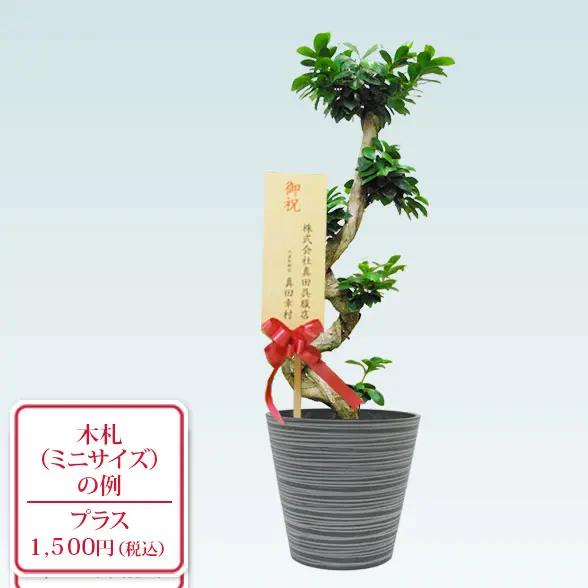 ガジュマル(エコフレンドリーポット付)　Ｍサイズ　ミニサイズ木目紙札札付き