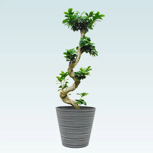 ガジュマル(エコフレンドリーポット付)　Ｍサイズ