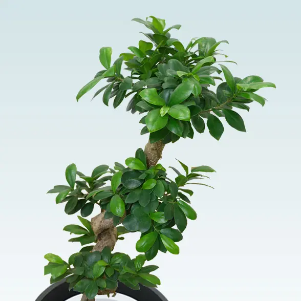 ガジュマル(エコフレンドリーポット付)　Ｍサイズ　拡大