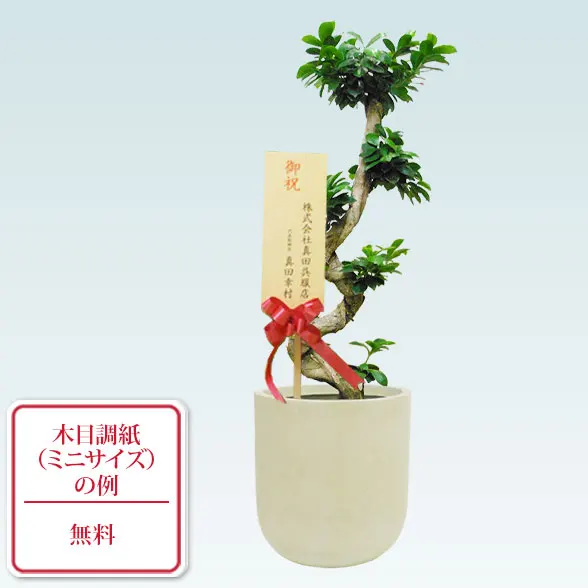 ガジュマル(Uポット型、グラスファイバー製鉢カバー付)　Ｍサイズ１０