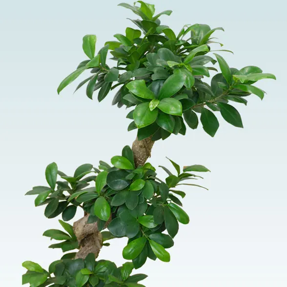 ガジュマル(Uポット型、グラスファイバー製鉢カバー付)　Ｍサイズ13