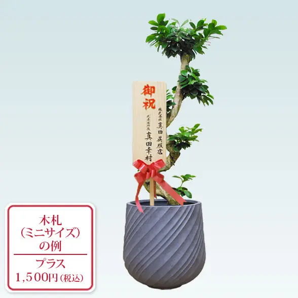 ガジュマル(スパイラル型　レギュラーサイズ札付き