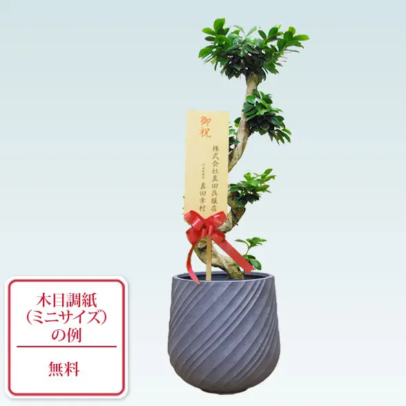 ガジュマル(スパイラル型　ミニサイズ紙札付き