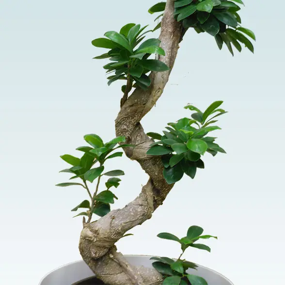 ガジュマル(籐かご付、ラスターポット付)　Ｍサイズ６