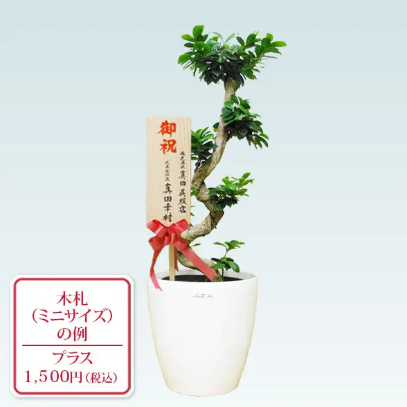 ガジュマル(籐かご付、ラスターポット付)　Ｍサイズ９