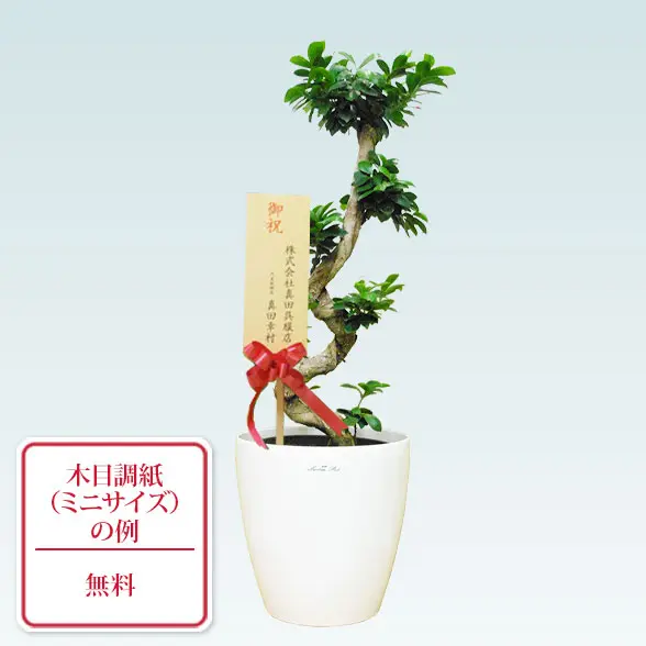 ガジュマル(籐かご付、ラスターポット付)　Ｍサイズ１０