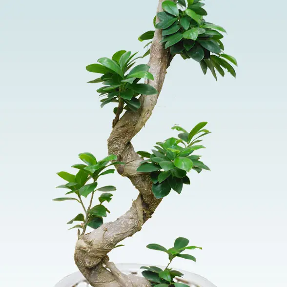 ガジュマル(陶器鉢植込み、ラウンドタイプ白色)６