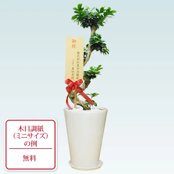 ガジュマル(陶器鉢植込み、ラウンドタイプ白色)１０