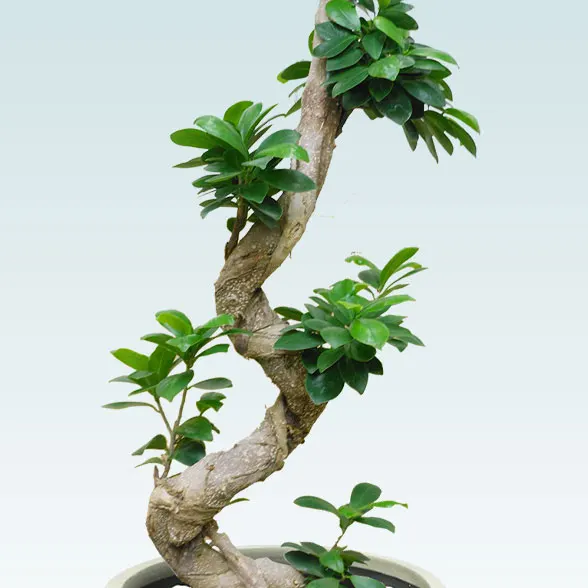 ガジュマル(グラスファイバー製鉢植込み、バルーン型)　スタイリッシュ6