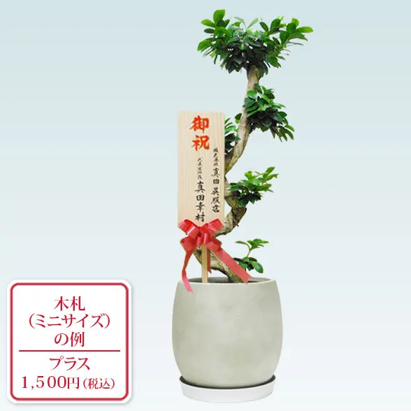 ガジュマル(グラスファイバー製鉢植込み、バルーン型)　スタイリッシュ9